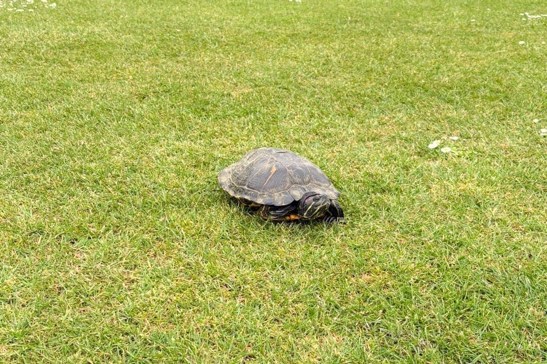 Schildpad op hole 11 zorgt voor grote verbazing bij golfers